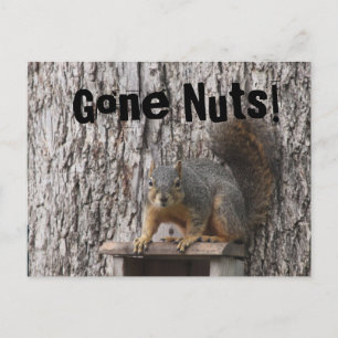 Squirrel Postcards