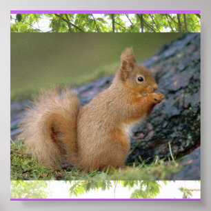 Squirrel poster
