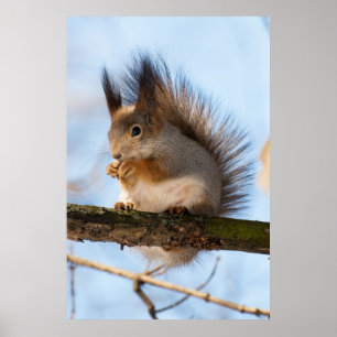 Squirrel Poster