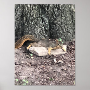 Squirrel Poster