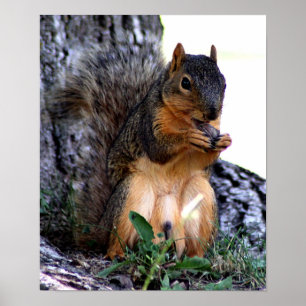 Squirrel Poster