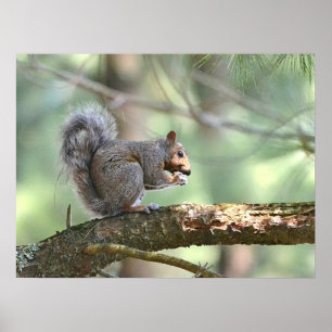 Squirrel Poster