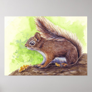 Squirrel Poster