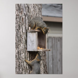 Squirrel Poster