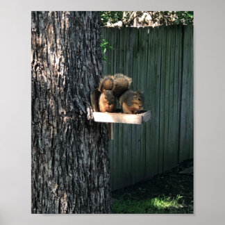 Squirrel Poster