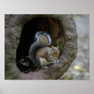 Squirrel Poster