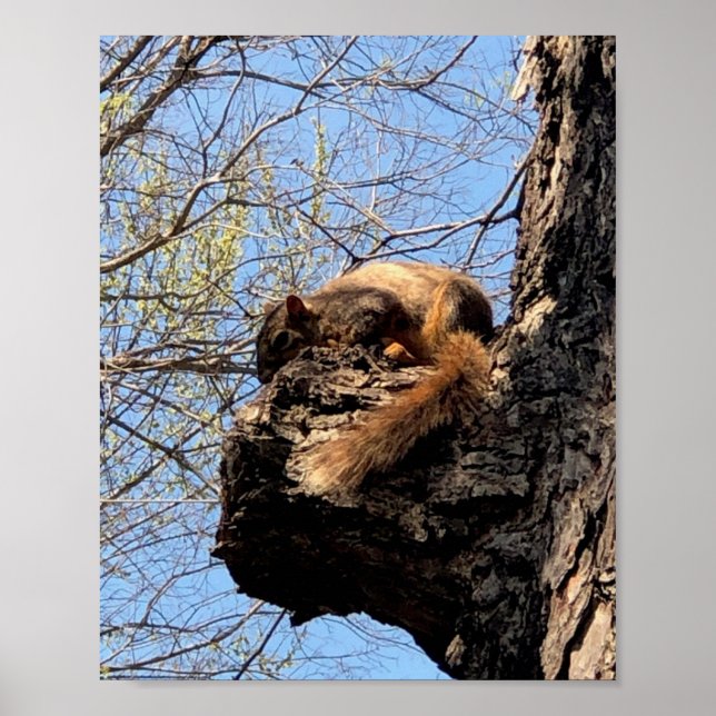 Squirrel Poster (Front)