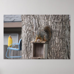 Squirrel Poster