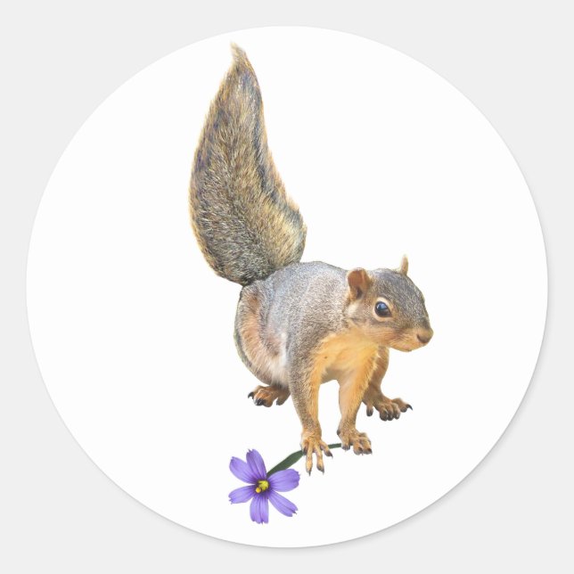 Squirrel Purple Flower Sticker (Front)