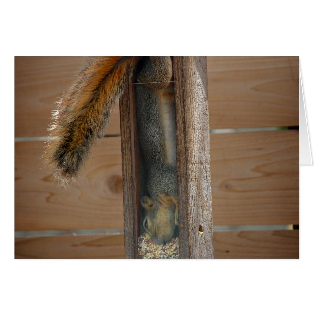 Squirrel Raiding Bird Feeder (Front Horizontal)