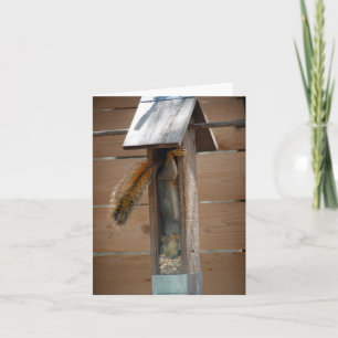 Squirrel Raiding Bird Feeder Card