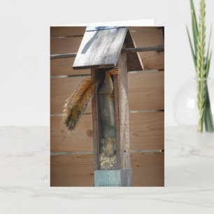 Squirrel Raiding Bird Feeder Card