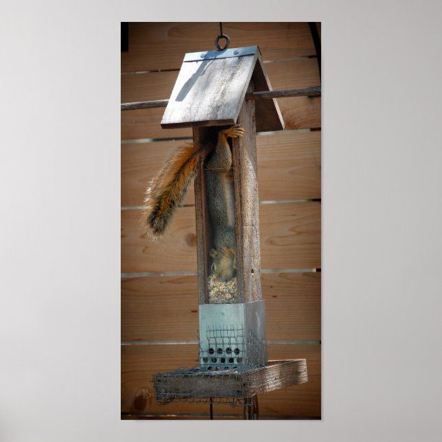Squirrel Raiding Bird Feeder Poster (Front)