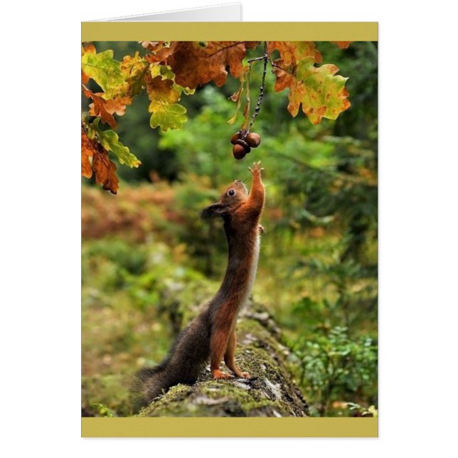 Squirrel Reaching For Acorns On A Fall Day (Front)