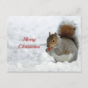 Squirrel Red Berry Snow Photo Christmas Postcard