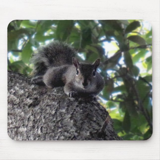 Squirrel Resting in a Tree Mouse Mat (Front)