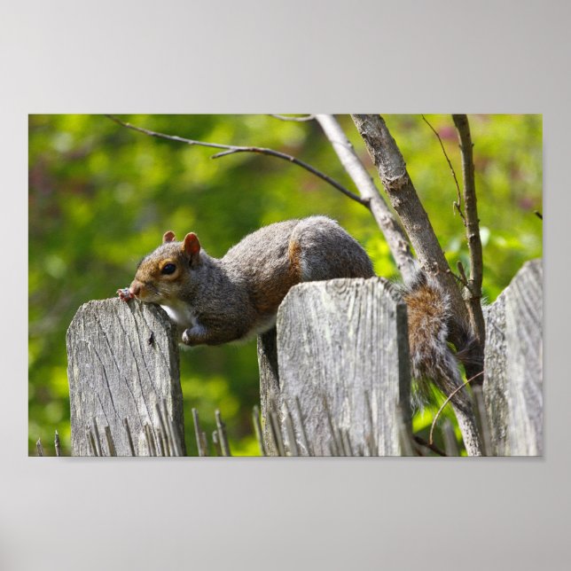 Squirrel Resting on Top of a Fence Poster (Front)