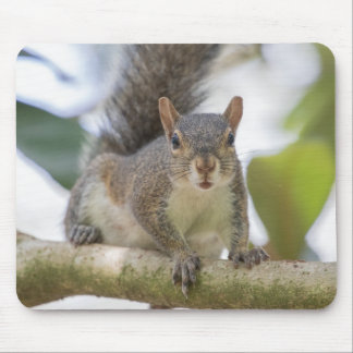 Squirrel Selfie Mouse Mat