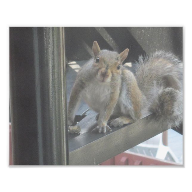 Squirrel Sitting On A Step Photo Print (Front)