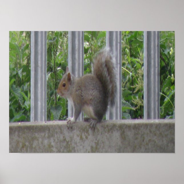 Squirrel sitting on the fence Print (Front)