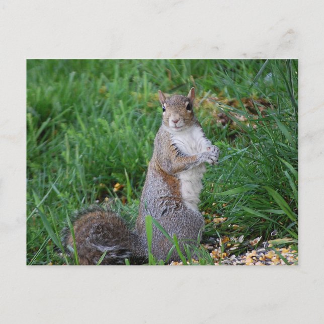 Squirrel Sitting Up Postcard (Front)