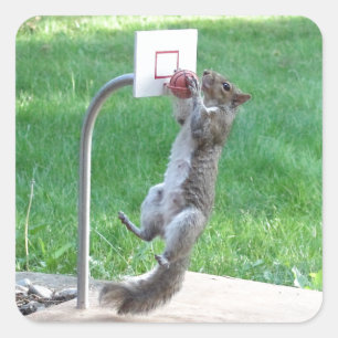 Squirrel Slam Dunk Square Sticker
