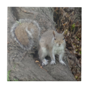 Squirrel Small (4.25" x 4.25") Ceramic Photo Tile