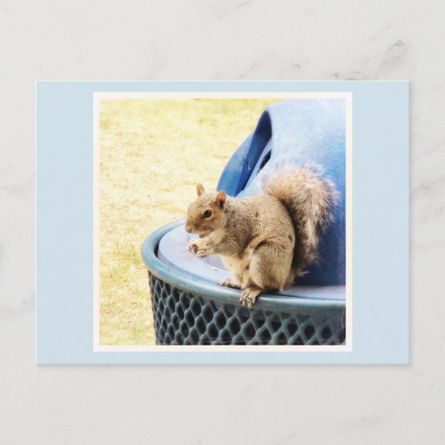 Squirrel Snack Postcard (Front)