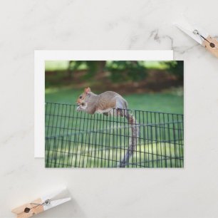 Squirrel Snacking Greeting Card
