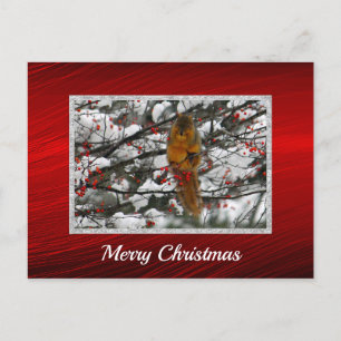 Squirrel Snow Berry Tree Photo Christmas Postcard