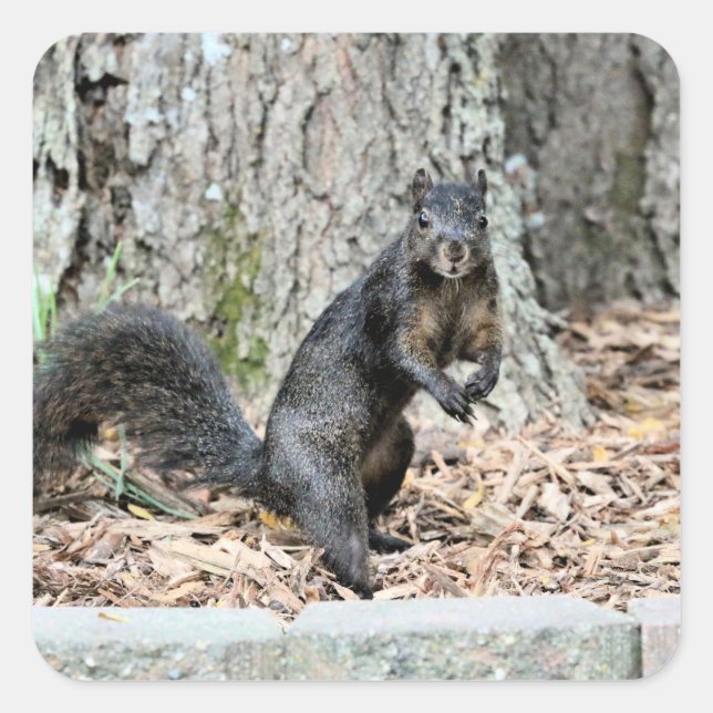 Squirrel   square sticker (Front)