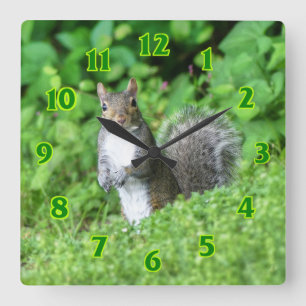 Squirrel  square wall clock