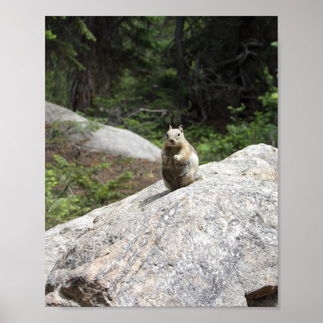 Squirrel Standing Poster (Front)