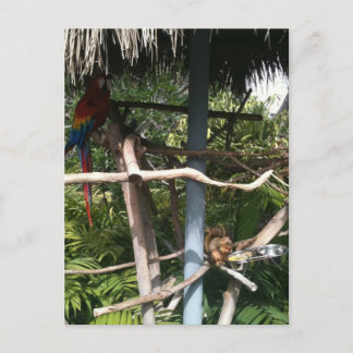 Squirrel stealing food from parrot postcard