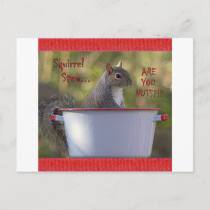 Squirrel Stew … ARE YOU NUTS?!? Postcard