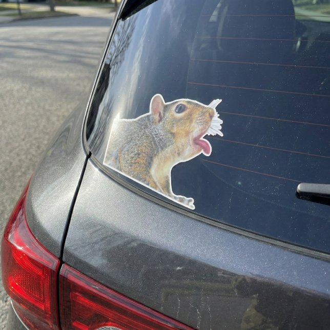 Squirrel Sticker (Funny Licking Squirrel "Window Licker" Vinyl Sticker)