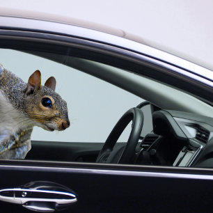 Squirrel Sticker