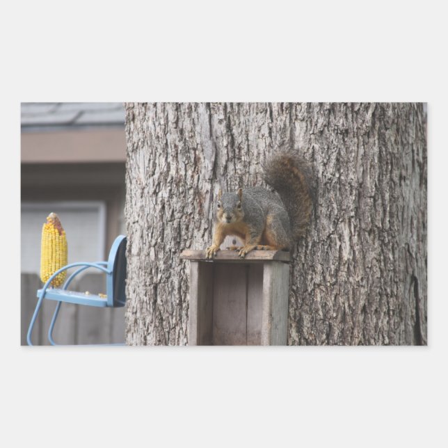 Squirrel Stickers (Front)
