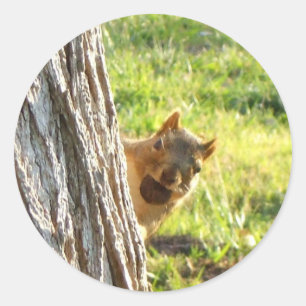 Squirrel stickers