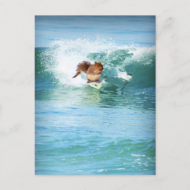 Squirrel Surfer On The Sea Postcard (Front)