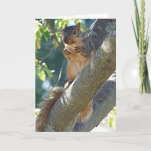 Squirrel, Thinking Of You Card