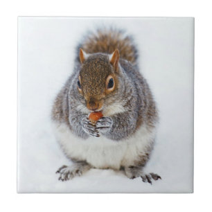 Squirrel Tile