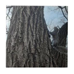 Squirrel Tile