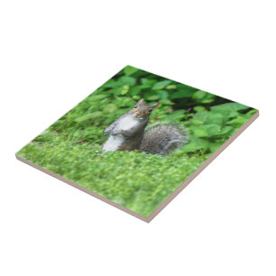 Squirrel Tile