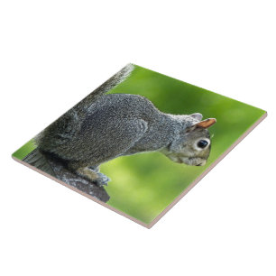 Squirrel Tile