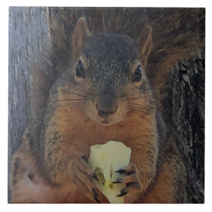 Squirrel Tile