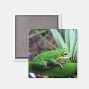 Squirrel Tree Frog, Timucuan Preserve, Florida Magnet