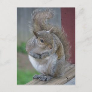 Squirrel Turning Head Postcard