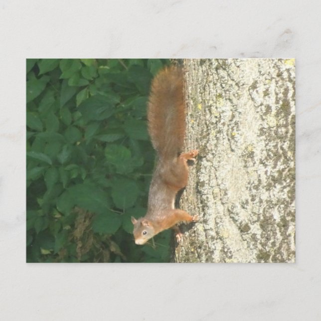 Squirrel Upside Down DIY Postcard (Front)
