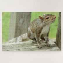 Squirrel Visitor